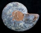 Unusual Black Ammonite - / Inches Wide (Half) #3313-1
